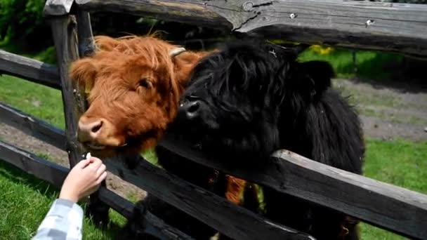 Шотландские Коровы Загоне Черные Красные Лохматые Телята Кормление Домашних Животных — стоковое видео