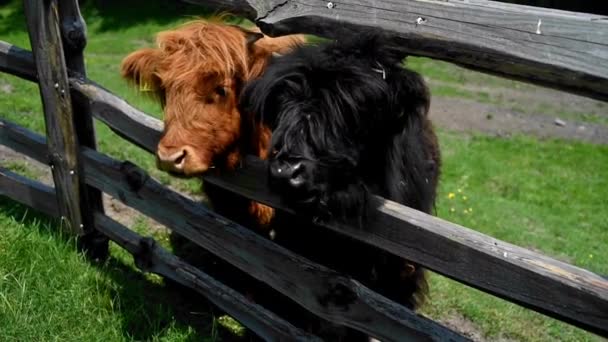 Vacas Escocesas Paddock Terneros Peludos Negros Rojos Alimentación Manual Mascotas — Vídeos de Stock