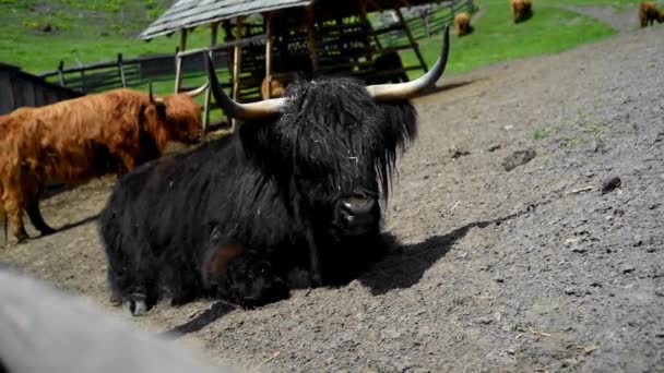 大きな黒い雄牛が草の上に横たわっている パドックの草の上に眠るスコティッシュ シャギー — ストック動画