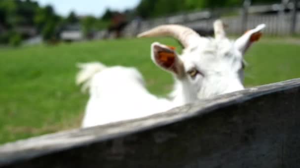 フェンスの後ろから白いヤギが見えます 髭を生やした角のあるヤギがペンの外を間近に見ている — ストック動画