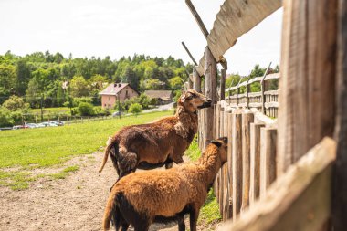 Çayırdaki çimlerin üzerinde kırmızı koyun. Bedava otlayan üç koyun. Şirin kıvırcık koyun.