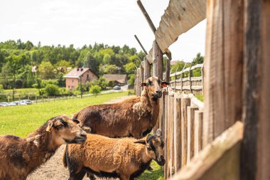 Çayırdaki çimlerin üzerinde kırmızı koyun. Bedava otlayan üç koyun. Şirin kıvırcık koyun.