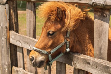 Çiftlikteki kırmızı şirin midilli. Pony çiftlikteki çitlerin arkasından dışarı bakar..
