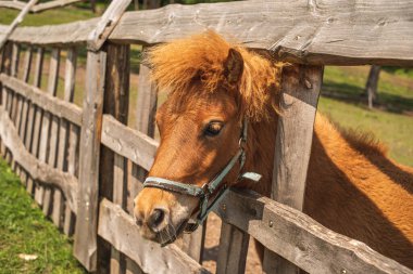 Çiftlikteki kırmızı şirin midilli. Pony çiftlikteki çitlerin arkasından dışarı bakar..