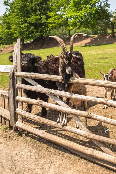 Goat and bull. A horned goat with a beard and a black Scottish bull behind a fence.