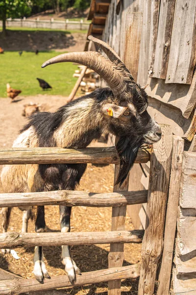 Goat Portrait Goat Farm Village Horned Goat Looks Out Fence — Stock Photo, Image