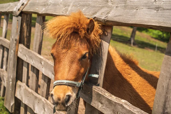 Mignon Poney Rouge Ferme Pony Regarde Par Derrière Clôture Ferme — Photo