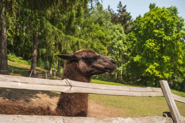 stock image A brown llama on a farm. A close-up portrait of a brown llama. Big attentive eyes of a llama