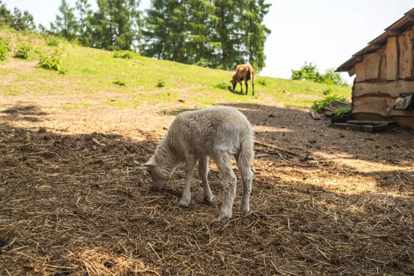 stock image A cute white kid stands on a farm in a pasture. A kid grazing in a meadow