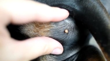 Köpeğe kene. Hayvanı ısıran bir kene. Veteriner muayenesi. Kapalı bir kenesi olan bir köpek.