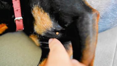 Köpeğe kene. Hayvanı ısıran bir kene. Veteriner muayenesi. Kapalı bir kenesi olan bir köpek.