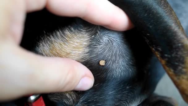 犬の上のダニ 動物を噛んだダニ 獣医の診察 ダニが埋め込まれた密接な犬 — ストック動画