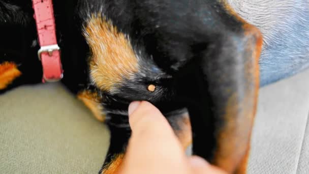 犬の上のダニ 動物を噛んだダニ 獣医の診察 ダニが埋め込まれた密接な犬 — ストック動画