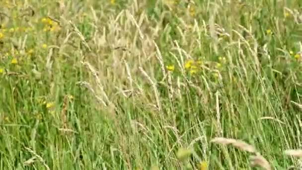 Naturalna Trawa Łąkowa Powoli Kołysana Wiatrem Piękne Zielone Kołyszące Się — Wideo stockowe