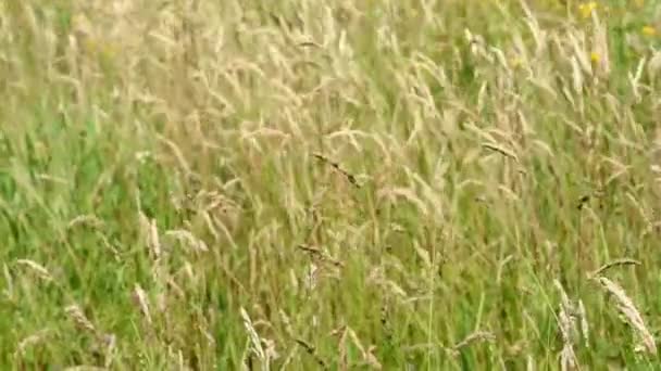 Naturalna Trawa Łąkowa Powoli Kołysana Wiatrem Piękne Zielone Kołyszące Się — Wideo stockowe