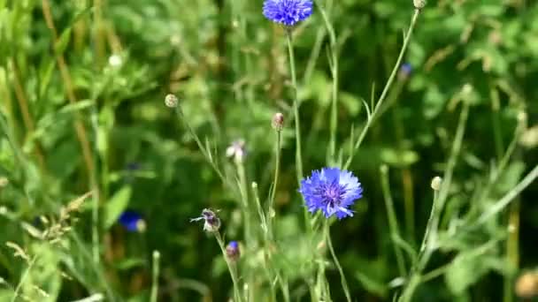 Centaurea Montana Kornblume Ist Eine Einjährige Blühpflanze Aus Der Familie — Stockvideo