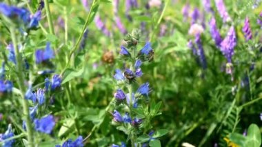 Arılar çiçeklerden nektar toplarlar. Arılar mavi bir çiçekte uçar. Arıcılık. Arı balı. Yakın çekim.