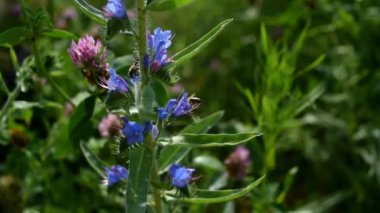 Arılar çiçeklerden nektar toplarlar. Arılar mavi bir çiçekte uçar. Arıcılık. Arı balı. Yakın çekim.