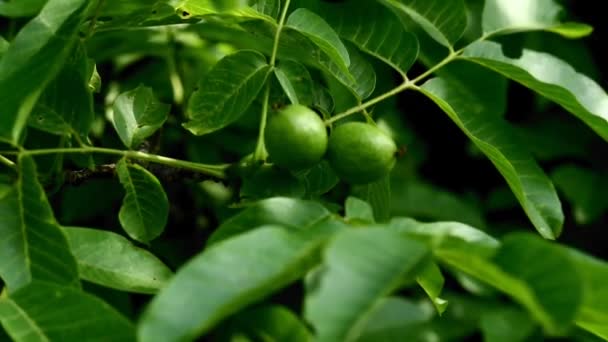 Zelené Syrové Mladé Vlašské Ořechy Větvi Stromu Mladé Vlašské Ořechy — Stock video