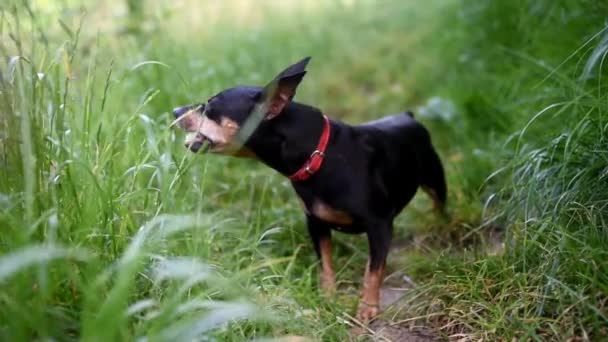 Küçük Bir Köpek Yer Zwergpinscher Parkta Çim Çiğner Doğada Bir — Stok video
