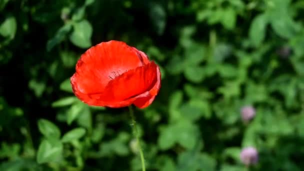 Jeden Czerwony Mak Bardzo Blisko Kwiatu Płatka Maki Łące Dzikie — Wideo stockowe