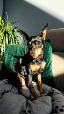 Minyatür pinscher, siyah ve bronzlaşmış, güneşin altında kanepede oturuyor ve zevkle gözlerini kısıyor.