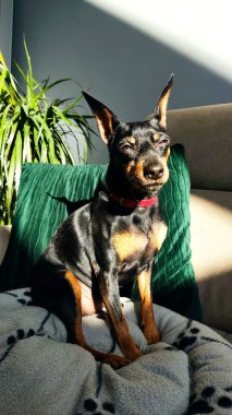 Minyatür pinscher, siyah ve bronzlaşmış, güneşin altında kanepede oturuyor ve zevkle gözlerini kısıyor.