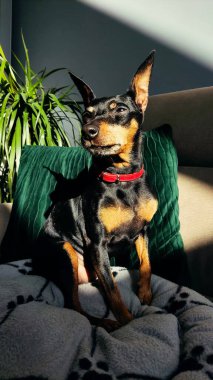 Minyatür pinscher, siyah ve bronzlaşmış, güneşin altında kanepede oturuyor ve zevkle gözlerini kısıyor.