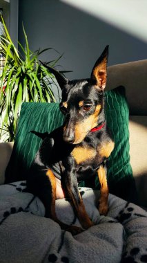 Minyatür pinscher, siyah ve bronzlaşmış, güneşin altında kanepede oturuyor ve zevkle gözlerini kısıyor.