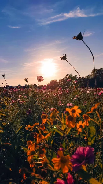Beautiful sunset in a field of flowers. Sunset sun and flowers. nature wallpaper background.