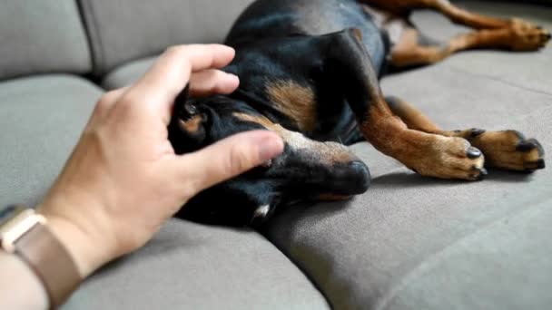 Ένα Μικρό Σκυλί Χαϊδεύεται Και Χαϊδεύεται Από Γυναικείο Χέρι Tsvergpinchera — Αρχείο Βίντεο