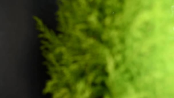 Thuja Cypress Evergreen Coniferous Plant Close フォーカスは背景から前景へと移動します 選択的焦点 — ストック動画