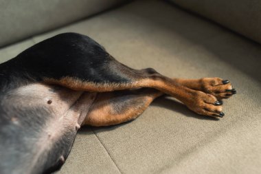 Köpek patileri. Uyuyan bir köpeğin patilerine yakın çekim yap. Sevimli küçük köpek patileri