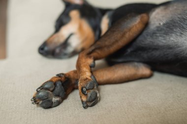 Köpek patileri. Uyuyan bir köpeğin patilerine yakın çekim yap. Sevimli küçük köpek patileri
