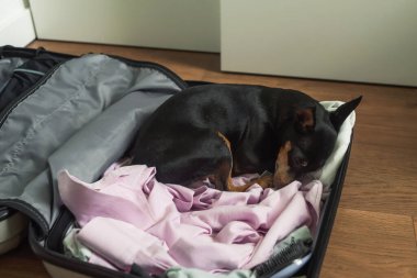 Minyatür pinscher köpeği yatar ve açık bir bavulda kıyafetlerle ve boş eşyalarla uyur. Yaz seyahati, yolculuk hazırlıkları, valiz hazırlıkları..