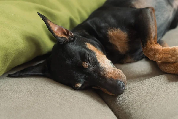 Minyatür bir pinscher, yeşil bir yastıkta, yumuşak bir bej arka planda, bir köpek portresi üzerinde uyur. Köpek dinleniyor. Köpek yorgun ve uyuyor.