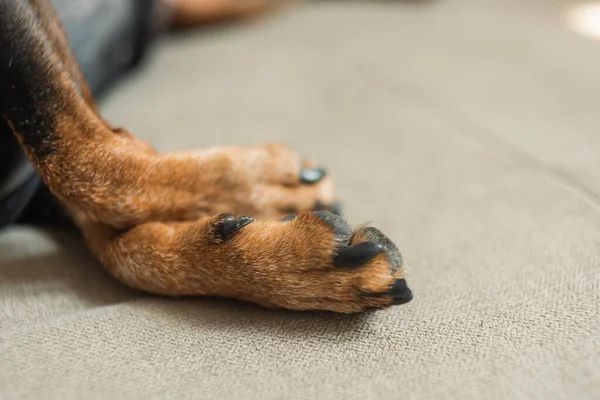 Köpek patileri. Uyuyan bir köpeğin patilerine yakın çekim yap. Sevimli küçük köpek patileri