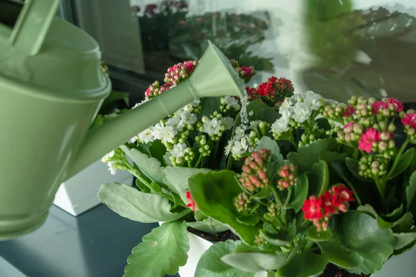Λουλούδια Στο Περβάζι Του Παραθύρου Και Ένα Ποτιστήρι Ποτιστικά Λουλούδια — Φωτογραφία Αρχείου