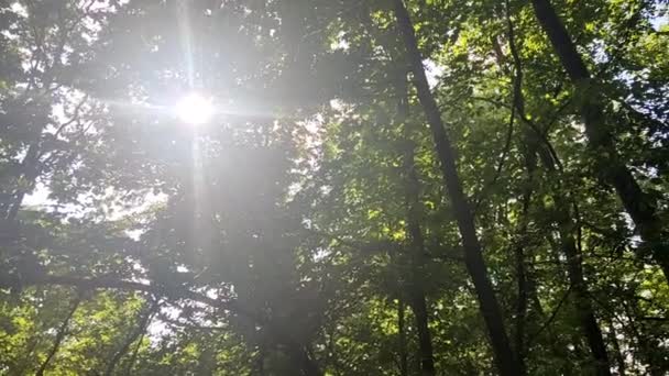 Солнечный Вечер Диком Лесу Яркий Свет Сквозь Короны Деревьев Густой — стоковое видео