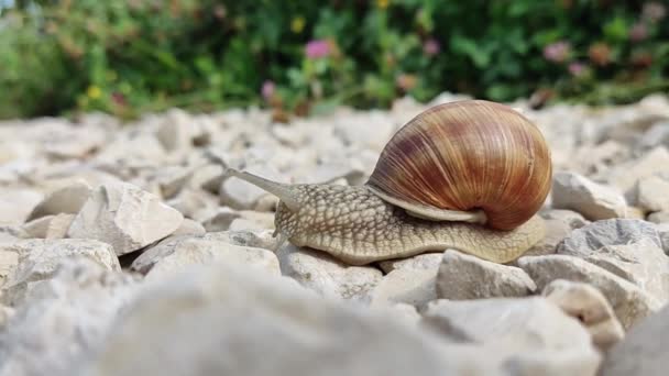Large Snail Crawls Rocks Sunny Day Close Green Plants Background — Vídeo de Stock