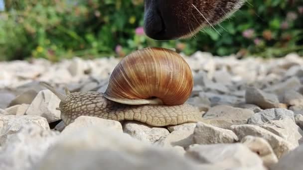 Ένα Μεγάλο Σαλιγκάρι Σέρνεται Στα Βράχια Και Ένα Σκυλί Που — Αρχείο Βίντεο