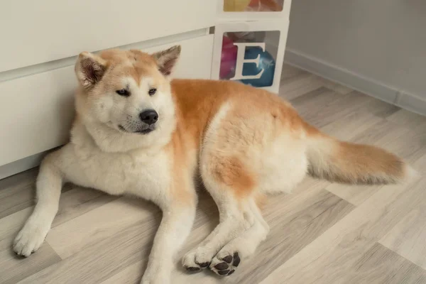 Evin zemininde yatan güzel Akita Inu köpeğinin yakın plan portresi. Mutlu Japon shiba inu köpekleri, kopyalama uzayı. Evcil hayvanlar, hayvanlar konsepti. Köpekler ağırlar.