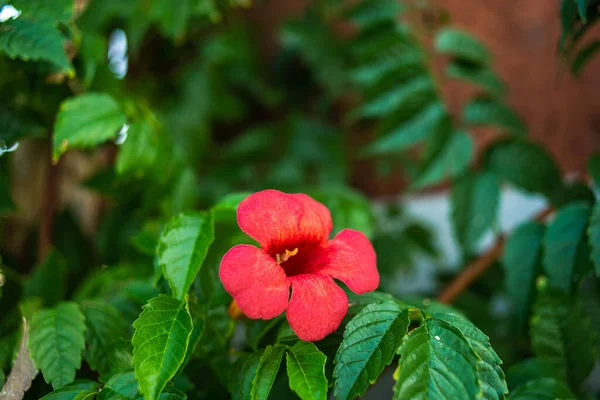 Una Flor Roja Con Estambre Amarillo Follaje Verde Imagen Fondo — Foto de Stock