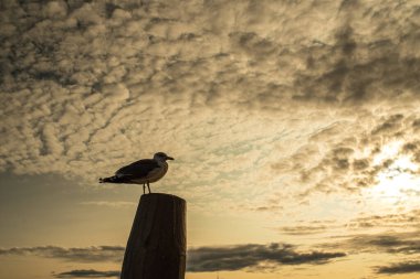 Direğin üzerinde duran yalnız bir martı. Gün batımında gökyüzüne karşı bir kuşun silueti. Gökyüzünün ve kuşun manzarası