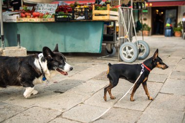 Sokakta iki köpek. Köpekler sebze pazarında tanışırlar. Kız ve erkek köpekler.