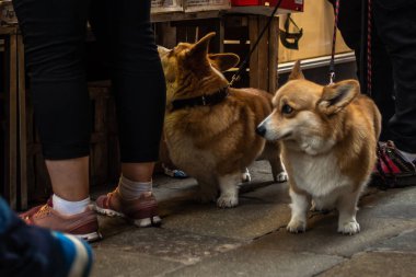 Markette iki Galli Corgi köpeği var. Sahibi alışveriş yaparken. İnsanlar arasında iki köpek.