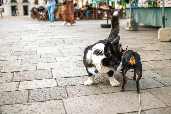 Two dogs on the street. Dogs get acquainted at the vegetable market. Girl and boy dogs