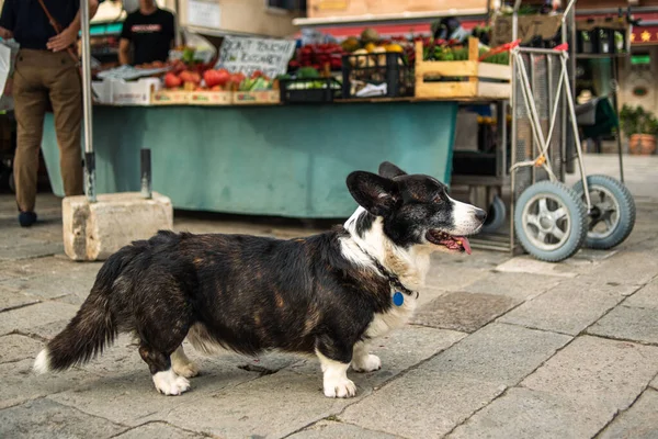 An old dog at the vegetable market is waiting for the owner. A dog at a street market. Cute lonely dog