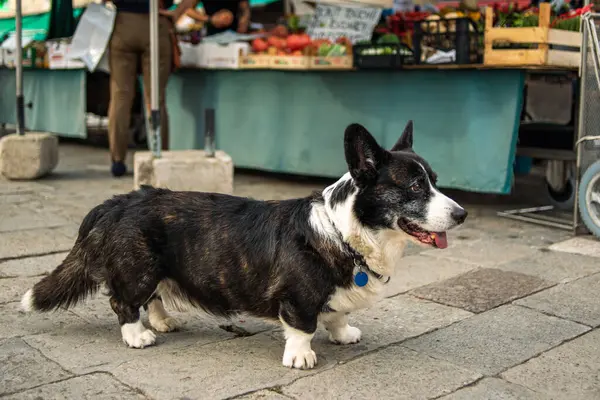 An old dog at the vegetable market is waiting for the owner. A dog at a street market. Cute lonely dog