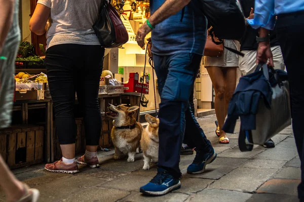 Markette iki Galli Corgi köpeği var. Sahibi alışveriş yaparken. İnsanlar arasında iki köpek.